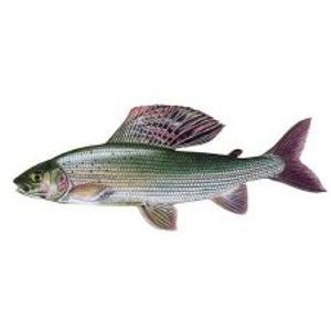 Gaby Plyšová Ryba Lipeň 49 cm